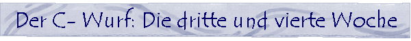 Deki la Chenga -- Tibet Terrier Welpen: Der C- Wurf