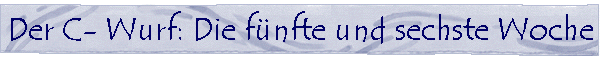 Der C- Wurf: Die f�nfte und sechste Woche