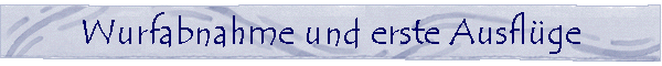 Der C- Wurf: Die Wurfabnahme und Abschied