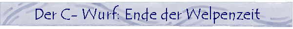 Der C- Wurf: Ende der Welpenzeit