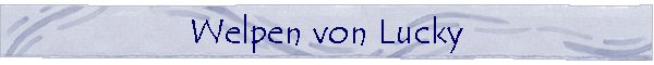 Welpen von unseren Zuchtr�den (1)