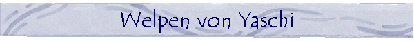 Deki la Chenga -- Tibet Terrier: Welpen von unseren Zuchtr�den (2)